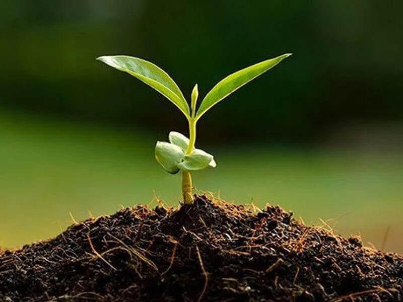 Plant wide. Рост растений. Экология. Plant. Plant wide.