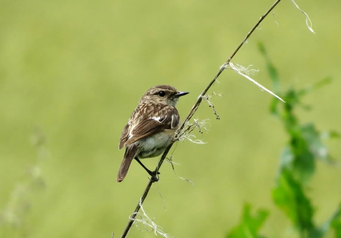 надпись на марсовом поле. котя чекан. бусый цвет. иван „котя“ александрович мгебров-чекан. бусый цвет у кошек.