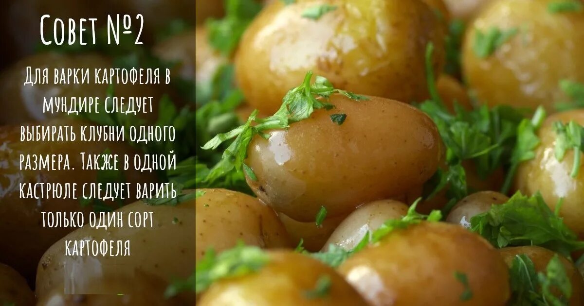 Включи песню картошка. День варки картофеля. Международный день картошки. Всемирный день варки картошки. С днем варки картофеля открытки.