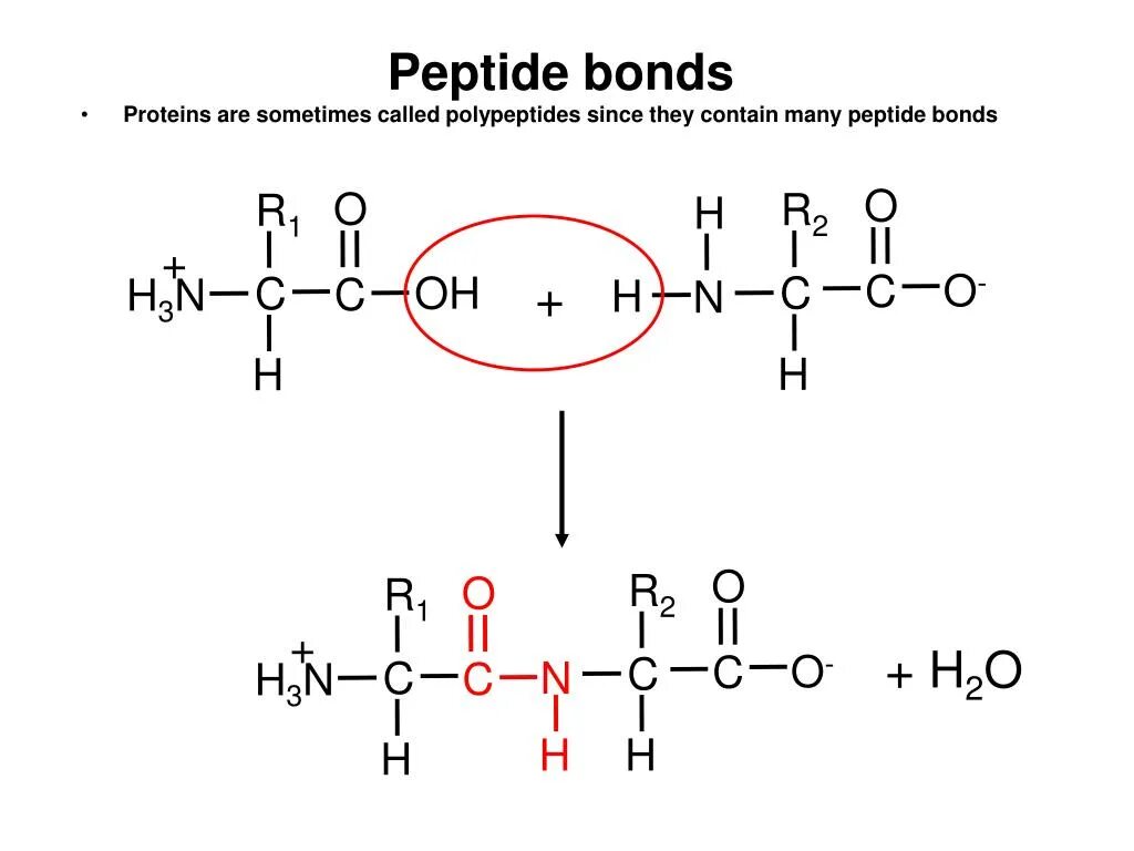 Образование первой пептидной связи. Пептидная связь аминокислот формула. Белки пептидная связь формула. Схема пептидной связи. Пептидная связь формула.