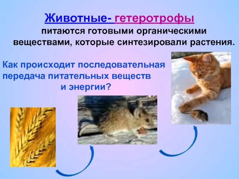 Что поглощают животные. Животные гетеротрофы. Грибы питаются готовым органическим. Гетеротрофы презентация. Гетеротрофы организмы питающиеся готовыми органическими веществами.