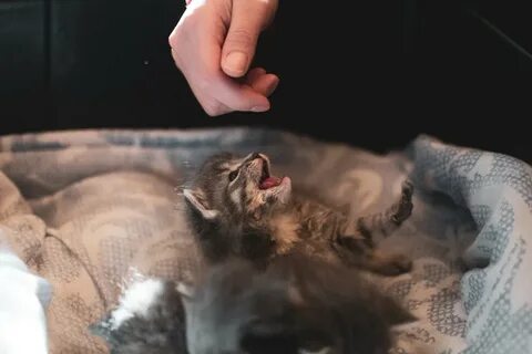 Почему котенок перебирает