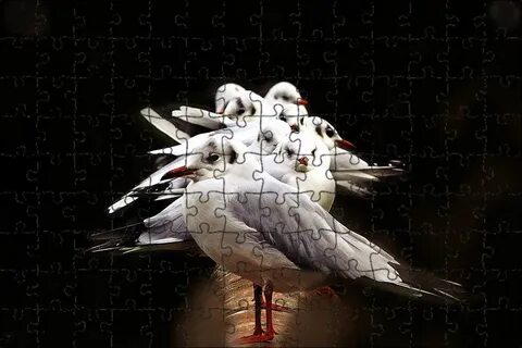 High birds