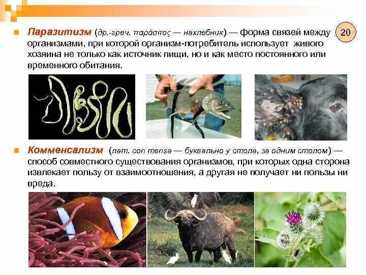 Mutalizm Simbioz parazitizm. Симбиоз мутуализм комменсализм паразитизм. Мутуализм и паразитизм. Паразитизм примеры животных.