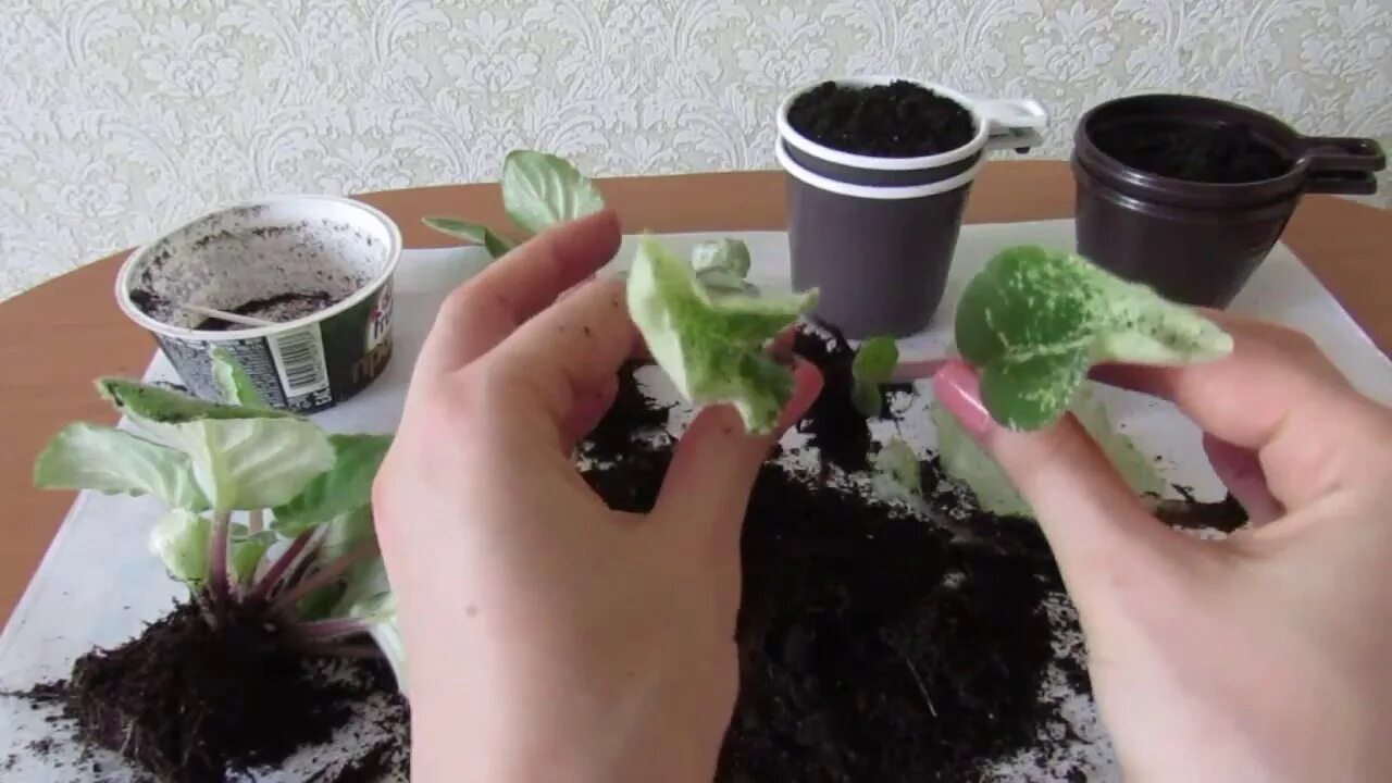Молодей - хорошей милая фиалка!))) Фиалка со временем теряет декоративность, у е