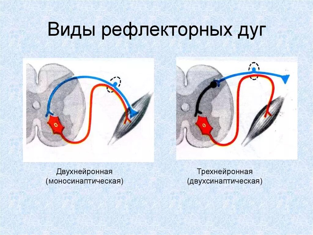 Классификация рефлексов рефлекторная дуга. Типы рефлекторной дуги. Моносинаптические рефлекторные дуги. Рефлекторная дуга простого рефлекса.