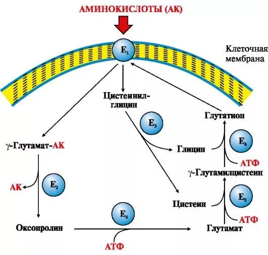 гамма-глутамильный цикл транспорта аминокислот. механизм всасывания аминокислот схема. гамма-глутамильный цикл транспорта аминокислот. особенности транспорта аминокислот. механизмы транспорта аминокислот через клеточные мембраны.