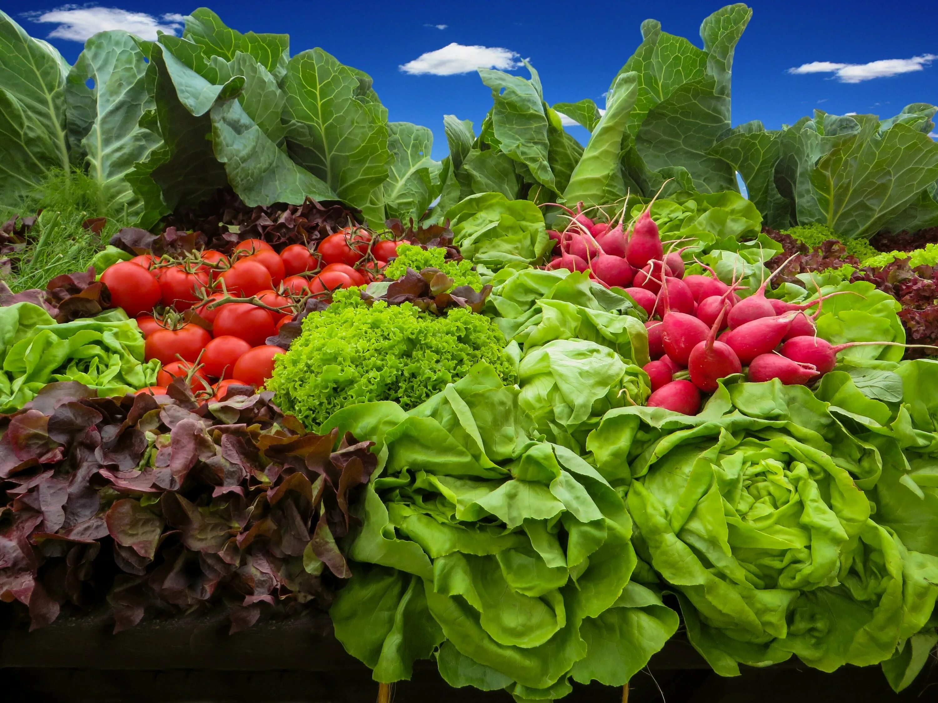 Vegetables овощи. Овощи на грядке. Грядки для зелени. Овощные растения. Свежие овощи и зелень.