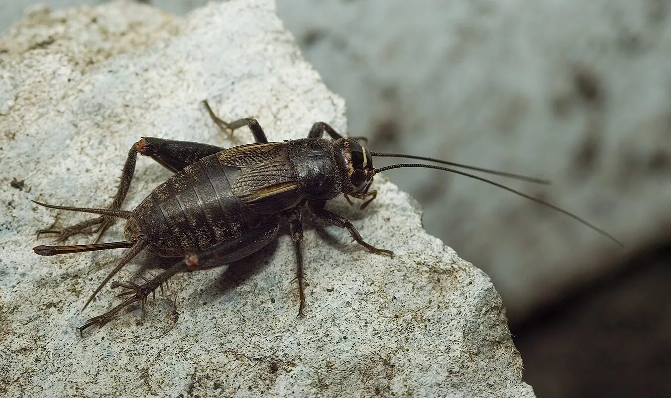 сверчок домовый. таракан прикол. изумрудная оса жалит таракана. кукарача таракан. шутка про таракана.