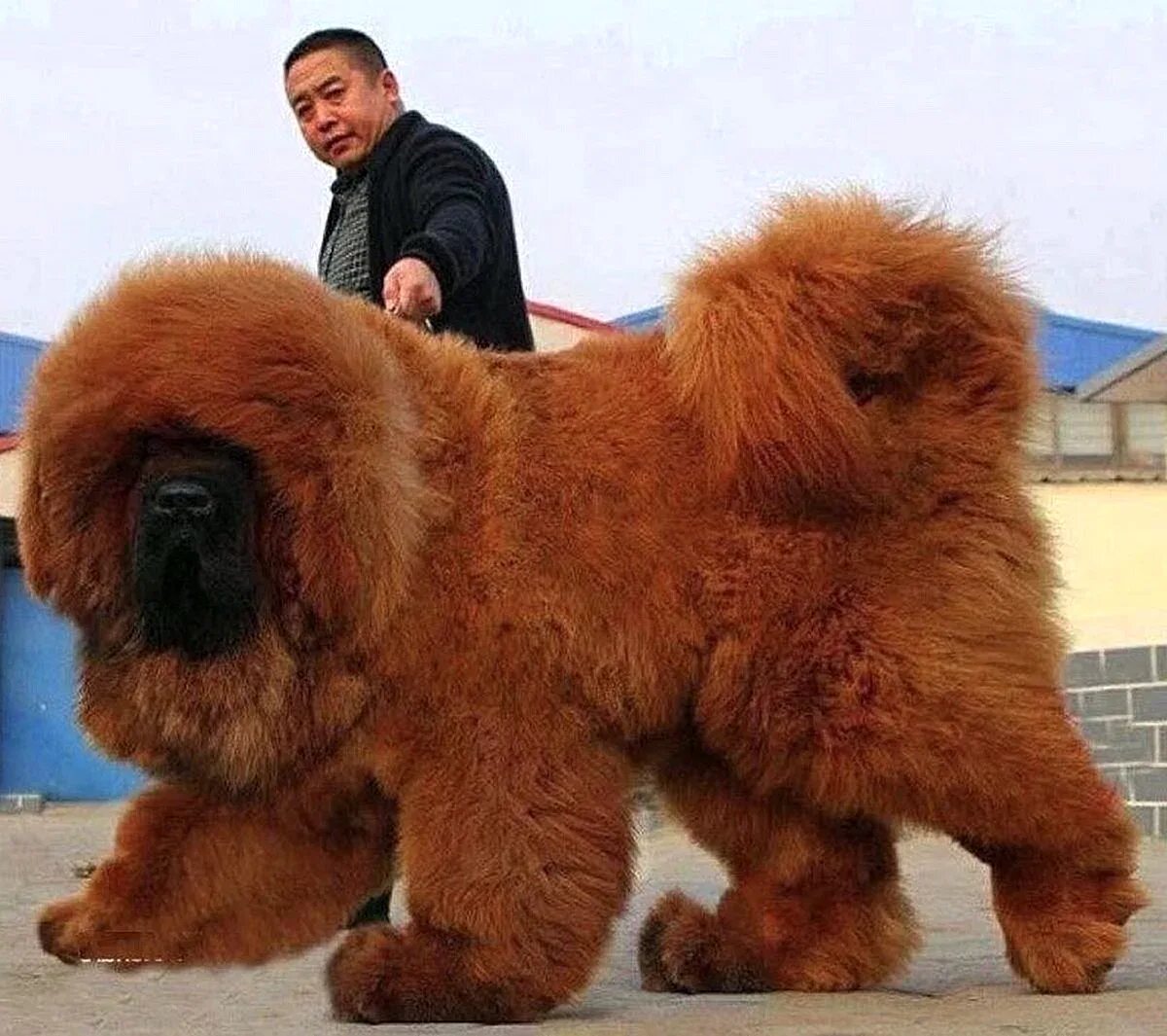 Самый большой конец в мире. Тибетский мастиф. Собака тибетский мастиф. Собаки породы тибетский мастиф. Тибетский мастиф великан.