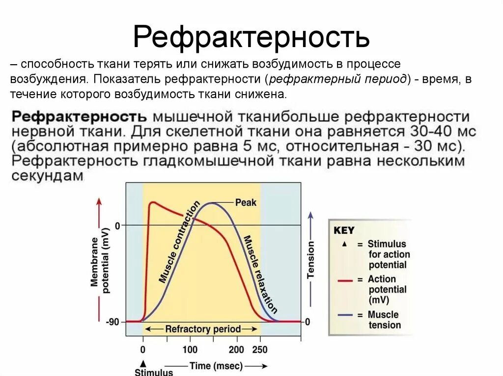 Фаза относительной рефрактерности. Длительность абсолютной рефрактерной фазы. Рефрактерность сердечной мышцы физиология. Физиологические механизмы формирования абсолютной рефрактерности. Рефрактерный период и его роль