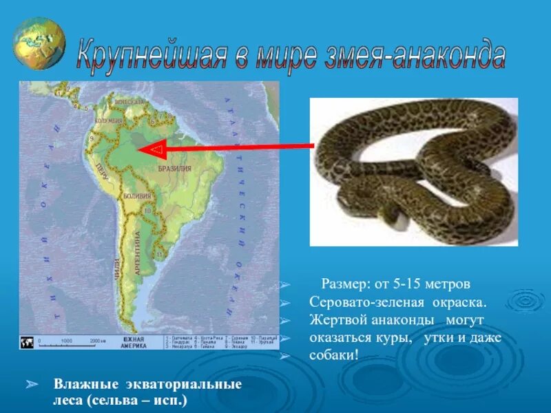 Обитания анаконды. Место обитания анаконды на карте. Местообитание анаконды. Место обитания анаконды материк.