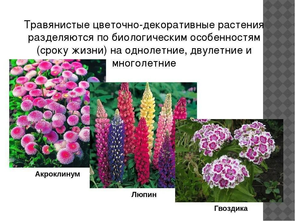 Однолетники двулетники многолетники. Однолетние двулетние и многолетние растения. Двулетние цветковые растения. Однолетние растения. Сообщение на тему декоративные растения