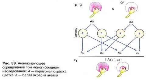 При скрещивании растений флоксов