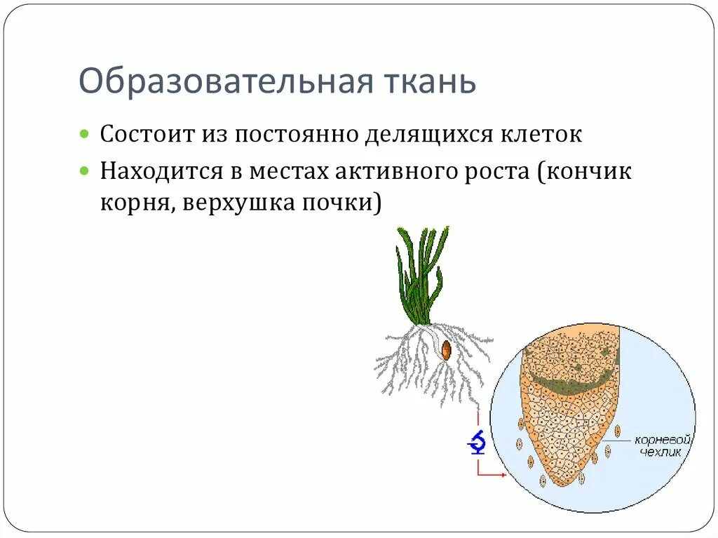 Верхушечный рост корня. Клетки активного роста корня. Образовательная ткань корня. Образовательная ткань верхушка корня. Кончик корня верхушка почки.