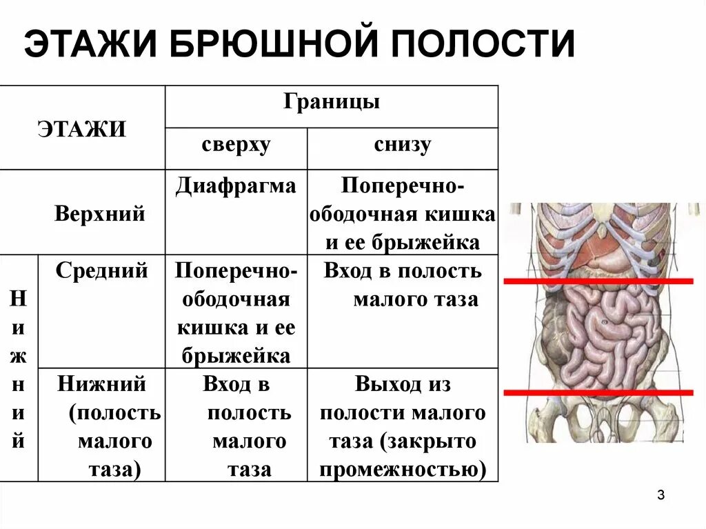 Этажи брюшной полости топографическая анатомия. Нижний этаж брюшной полости топографическая анатомия. Верхний этаж брюшины границы. Стенки брюшины анатомия. Образование в области живота