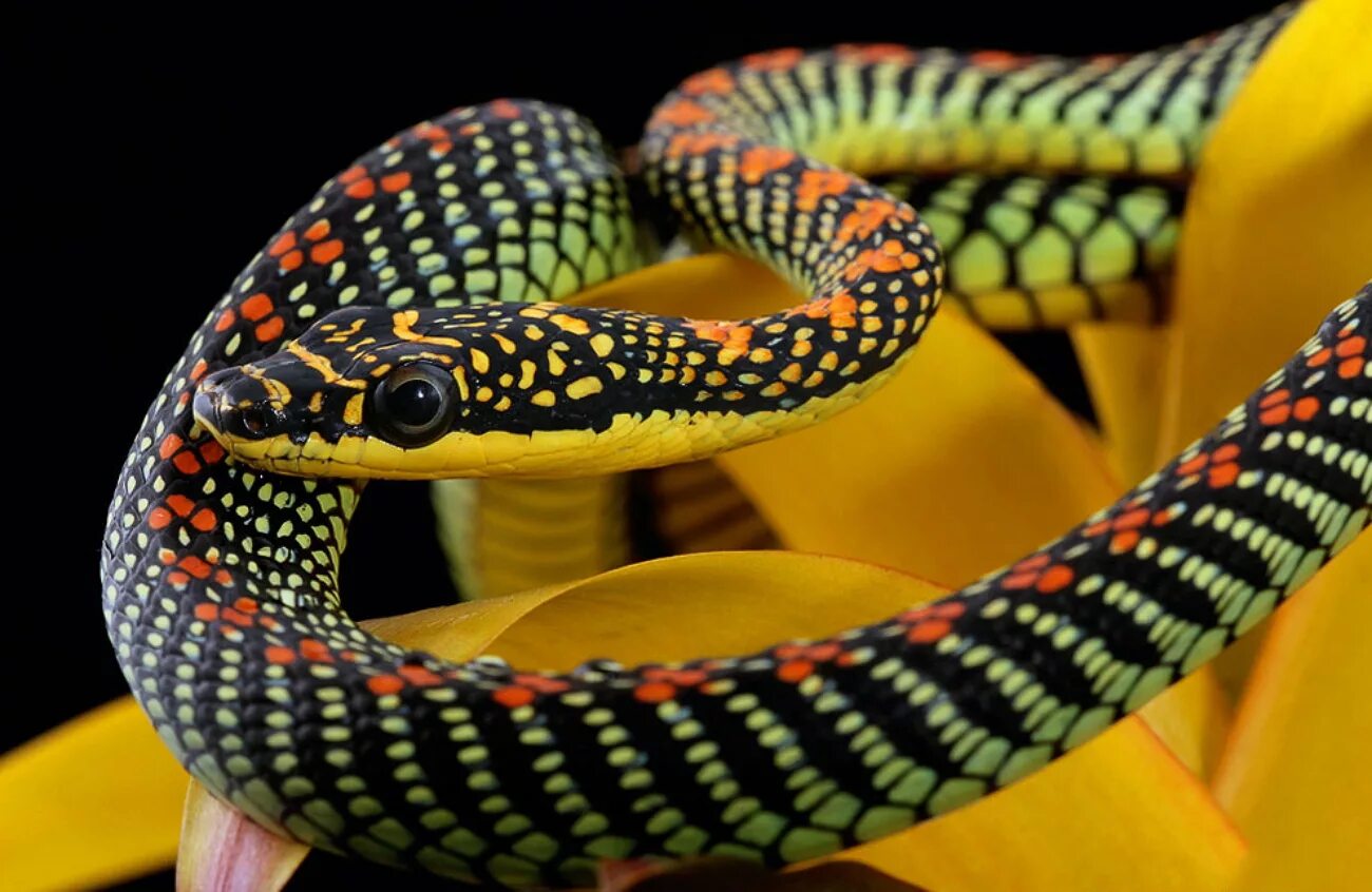 Картинки змей. Королевская ошейниковая змея. Chrysopelea taprobanica. Chrysopelea Ornata. Chrysopelea Paradisi змея.