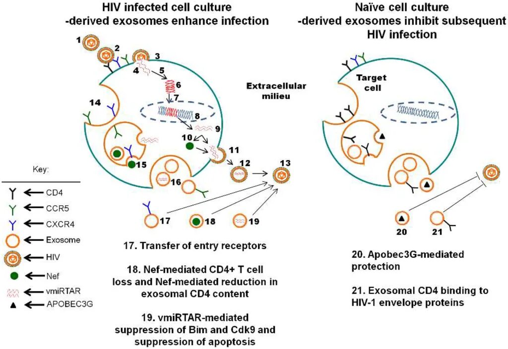 Экзосомы. Экзосомы наночастицы. Экзосома и вирус. Экзосома и коронавирус. Human immunodeficiency virus 1