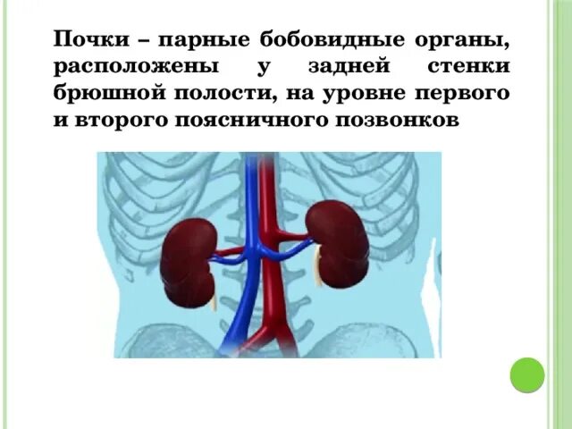 Практическая работа определение местоположения почек 9 класс. Почки у человека расположение. Почки расположены на уровне. Правая почка располагается на уровне.