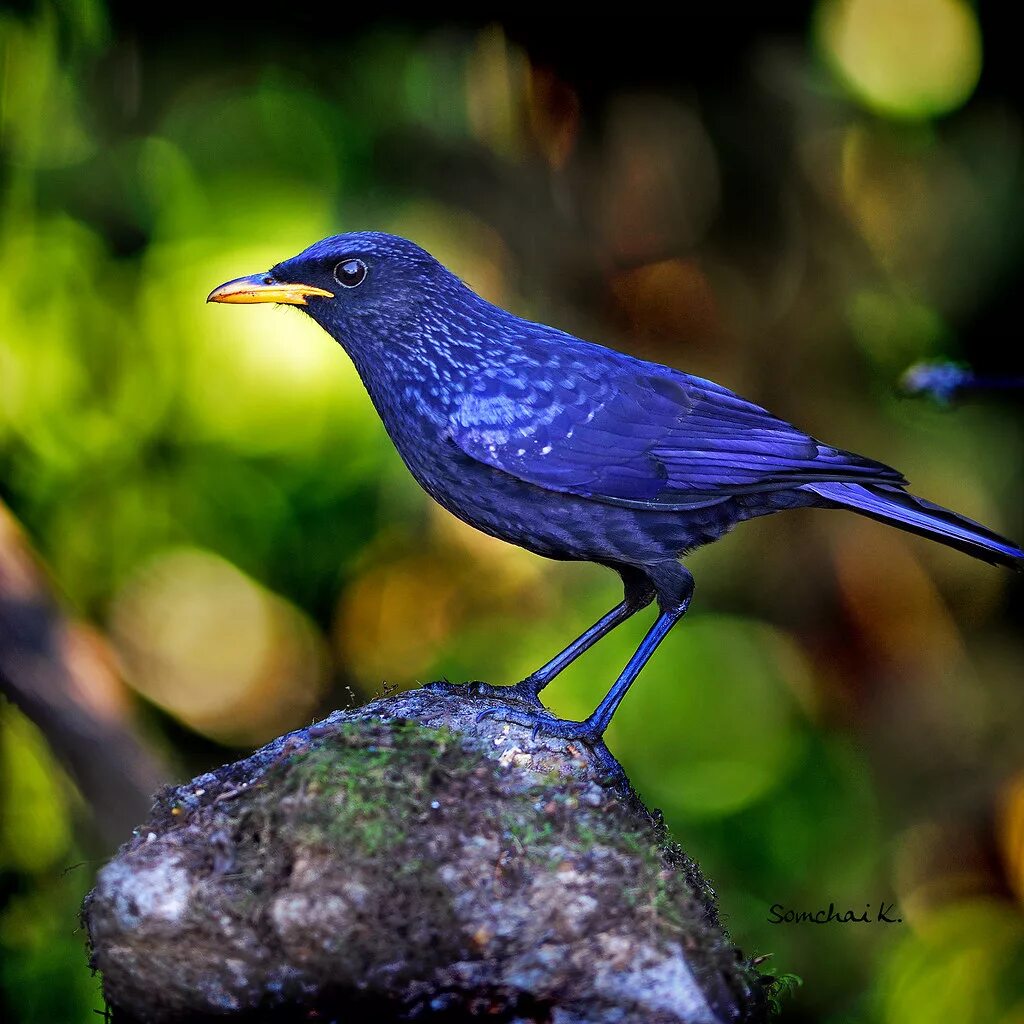 Лиловый Дрозд (Myophonus caeruleus). Синяя птица Дрозд. Синяя птица лиловый Дрозд. Синий Дрозд аджир.