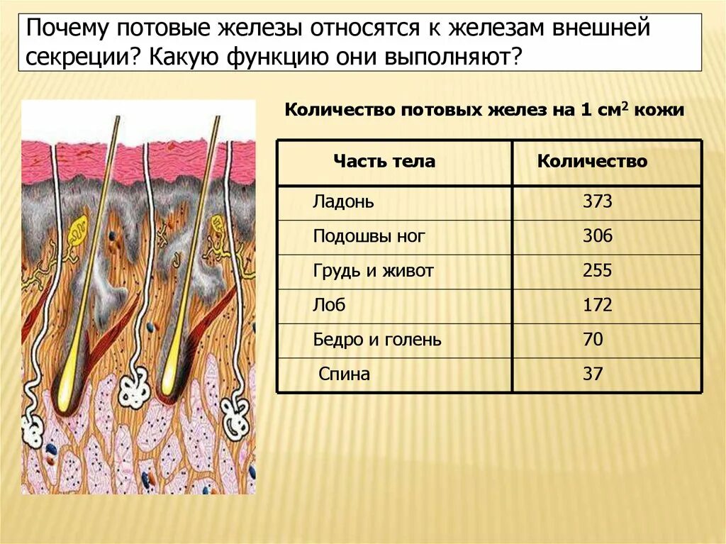 Потовые железы классификация. Потовые железы и их функция. Какие функции потовых и сальных желез