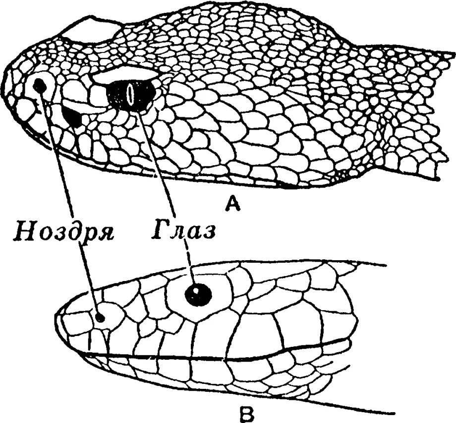 Какой элемент инфраглаза змеи выполняет. Строение головы змеи. Строение глаза змеи. Чешуя змеи рисунок.