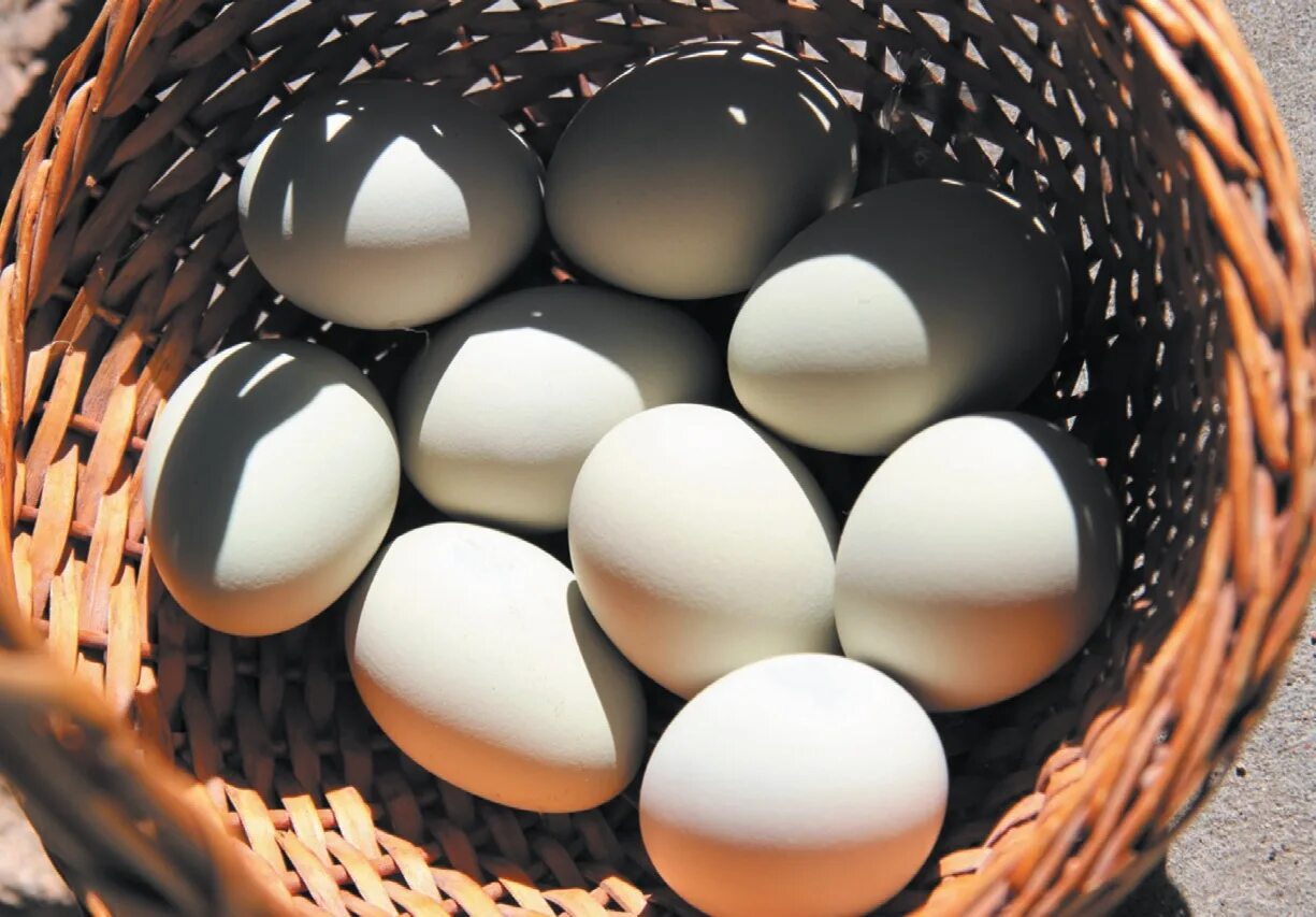 Корзинка с яйцами. Яйца куриные в корзинке. Яйца в лукошке. Яйцо домашнее куриное. All eggs in sols rng