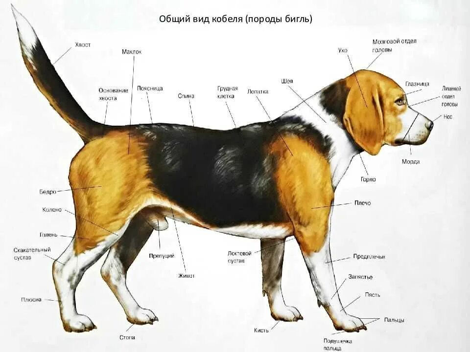 Бигль размер. Параметры Бигль собаки породы. Французский Бигль харьер стандарт породы. Бигль гончие собаки. Стандарт бигля FCI.