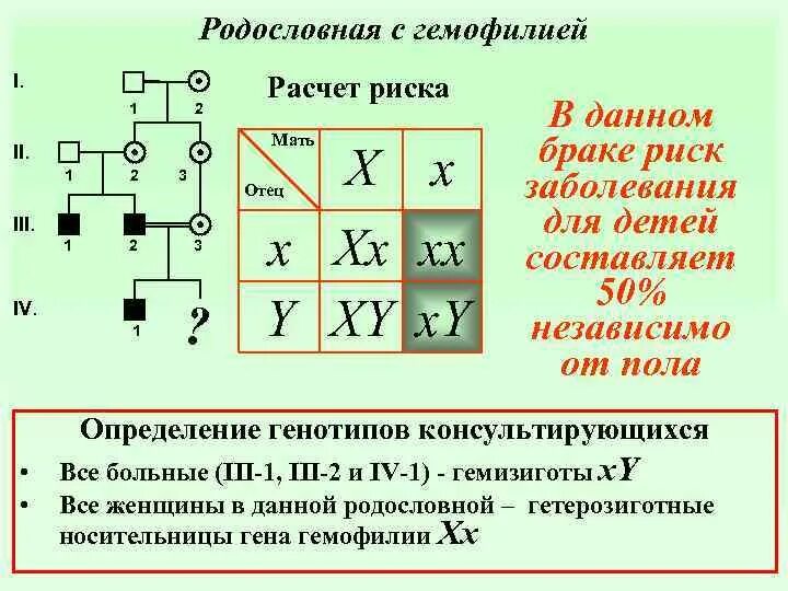 Гемофилия родословная. Родословная семьи с гемофилией. Родословная наследования гемофилии. Схема гемофилия родословная. Родословная гемофилии