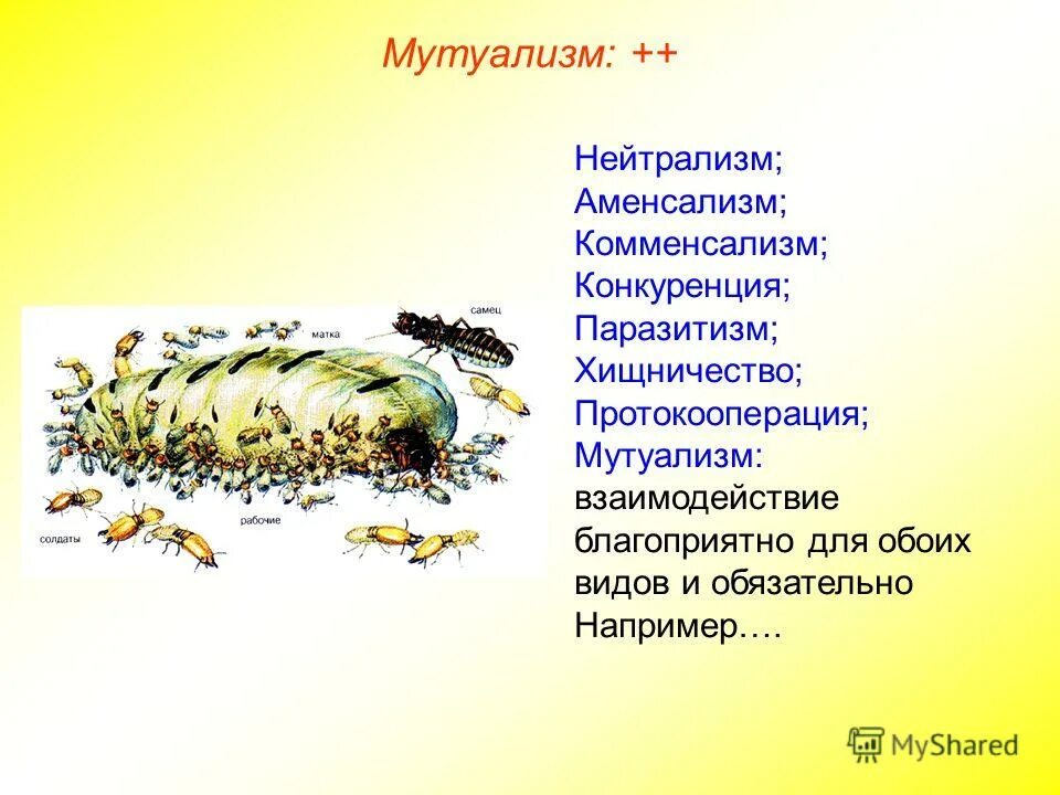 конкуренция хищничество мутуализм. конкуренция хищничество мутуализм. типы взаимоотношений живых организмов паразитизм. конкуренция хищничество мутуализм. типы биологических взаимоотношений организмов.