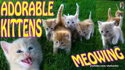 Трек kittens meowing