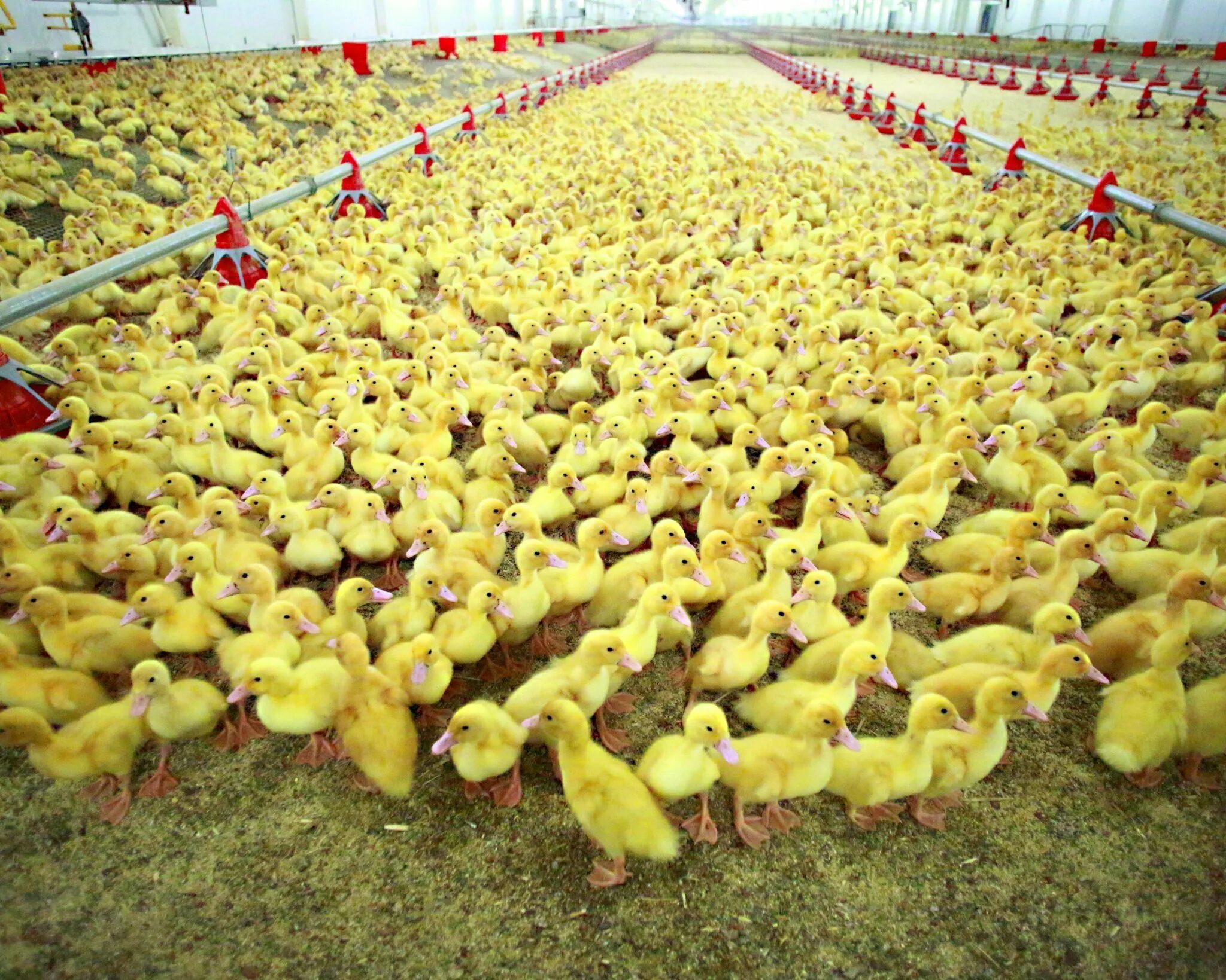 Утиная ферма щанов. Ооо «нуф» (новые утиные фермы). Новые утиные фермы. Утиная ферма щанов. Утки на фабрике.