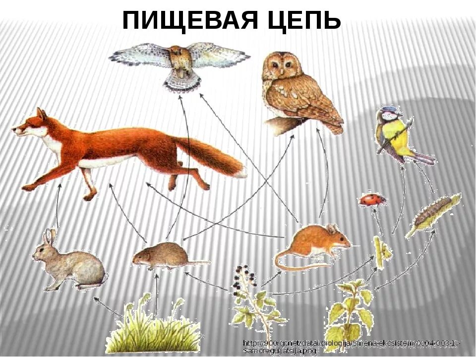 Цепь питания листовой опад еж лисица. Пищевая цепочка. Пищевые Цепочки 5 класс. Пищевая цепочка для детей. 2 Пищевые Цепочки.