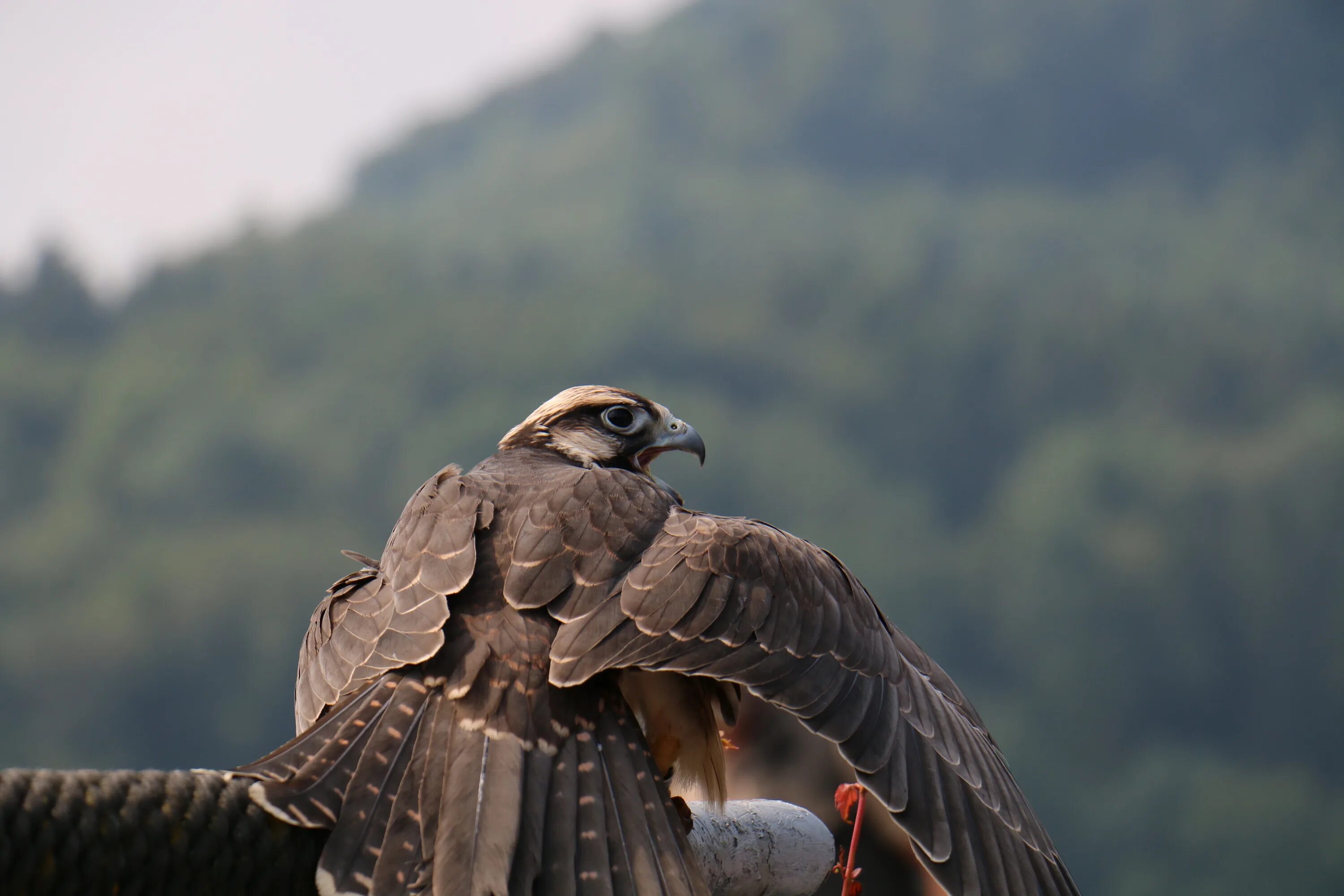Шахин Сокол. Сокол фото. Falconry Birds