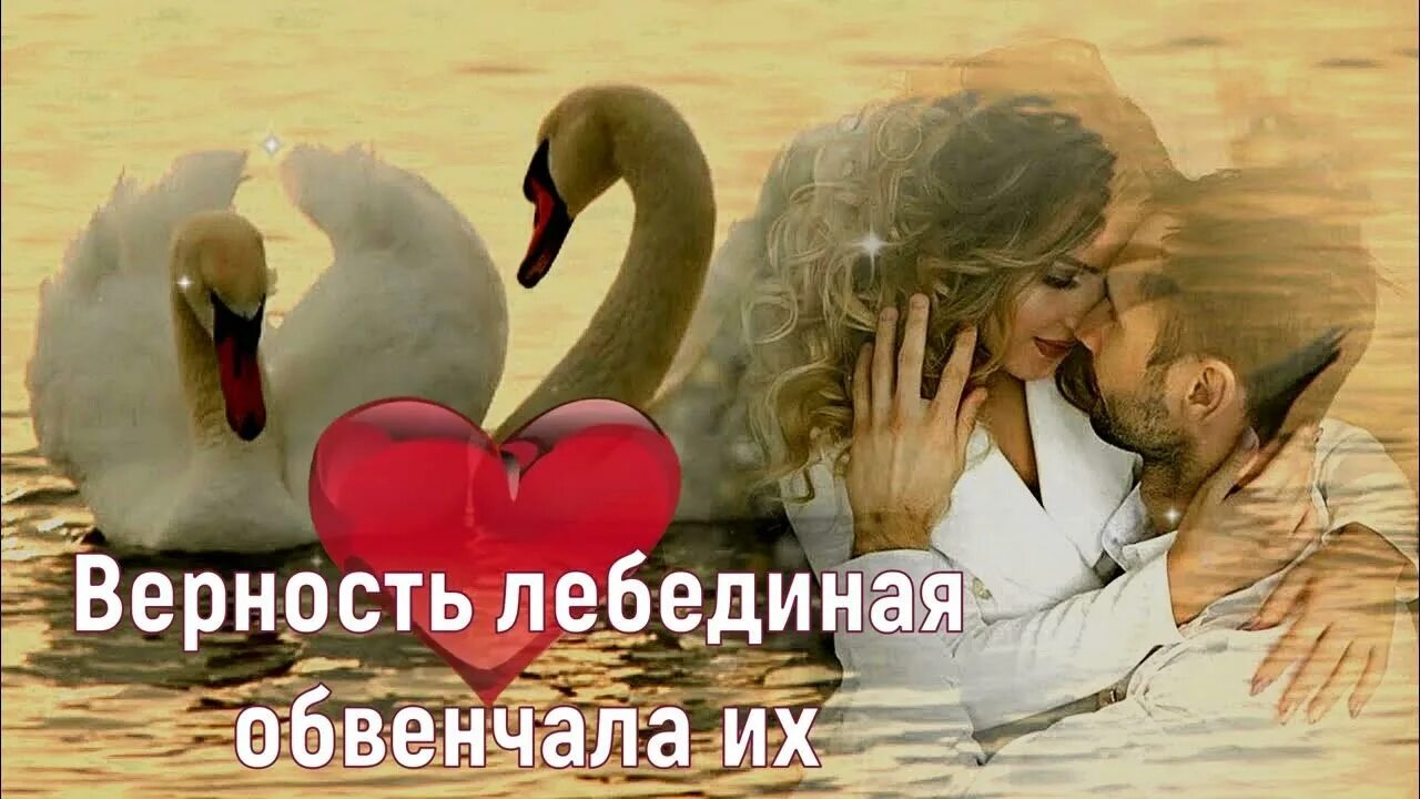 Песня лебеди кто исполняет. Влюбленные лебеди. лебединая верность. любовь и лебеди. верность лебедей.