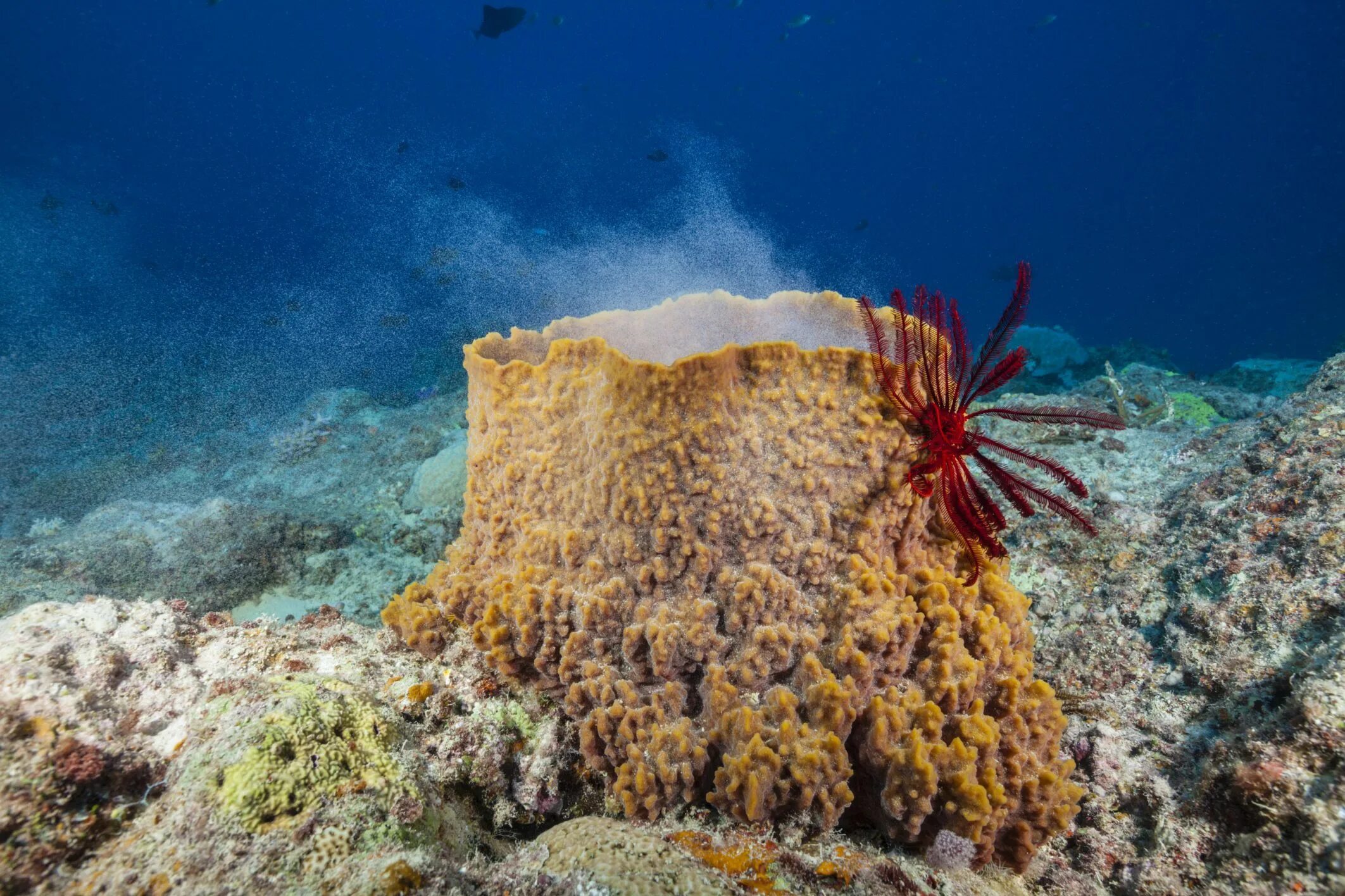 Губки моллюски. Porifera Spongia. Трубчатые кораллы. Морская губка. Губка океаническая.