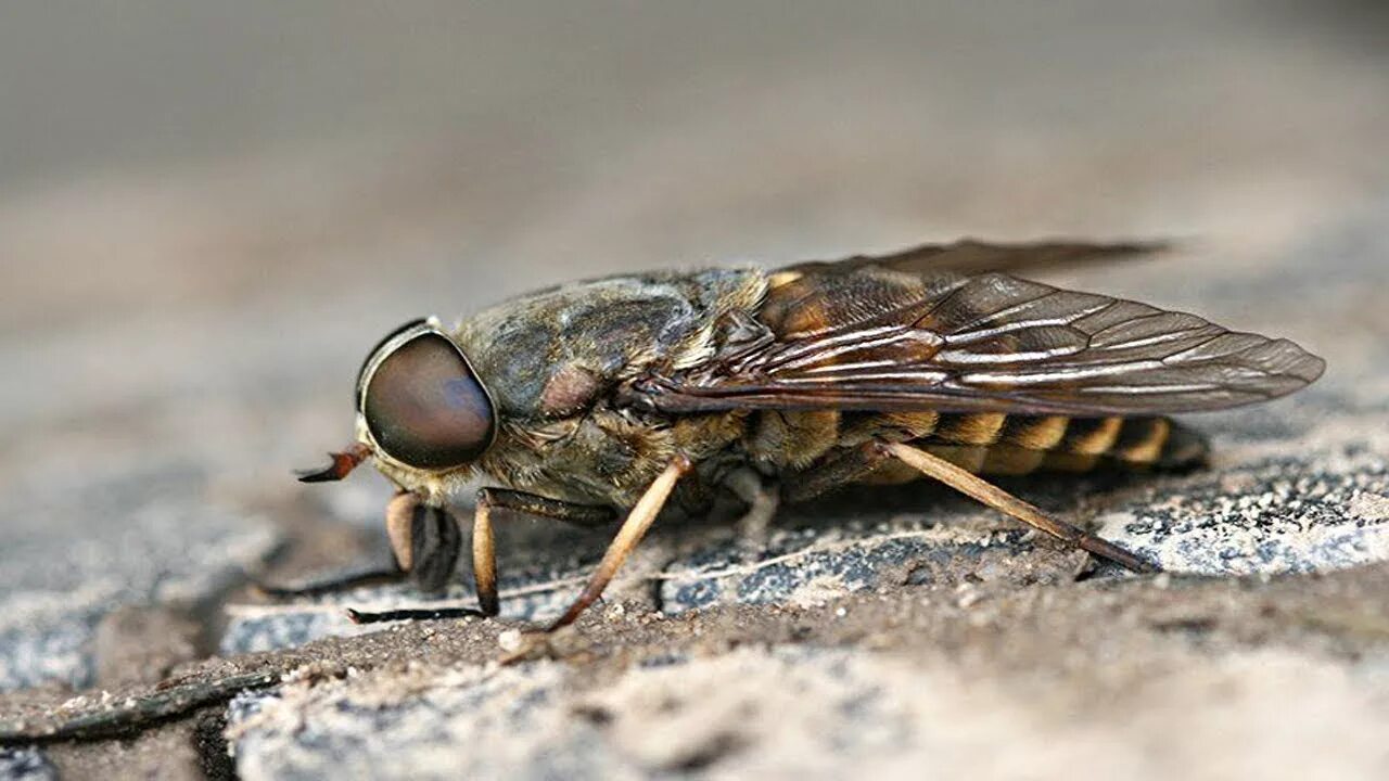 Слепень златоглазка. Слепни (tabanidae). Похожий на овода. Слепень и овод. Слепень дождевка обыкновенная.