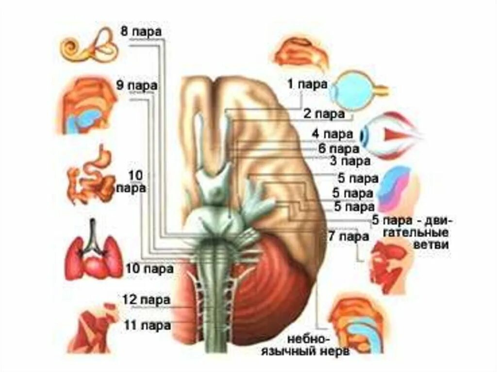 Перечислите черепно мозговые нервы. Анатомия черепно мозговых нервов. 12 пар черепных нервов анатомия. 12 пар черепно мозговых нервов животных.