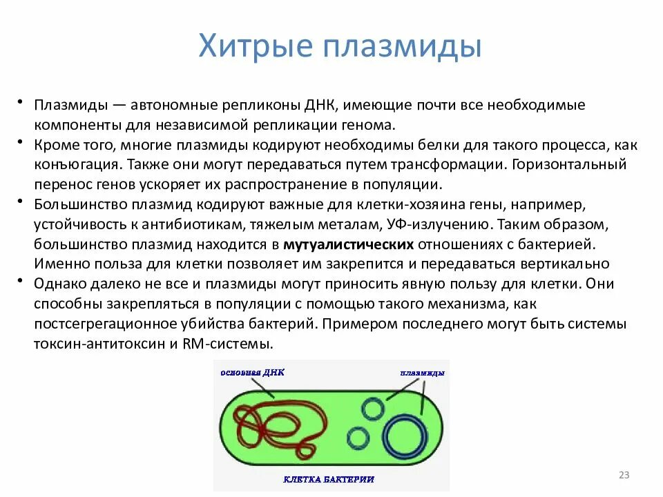 Плазмидой является