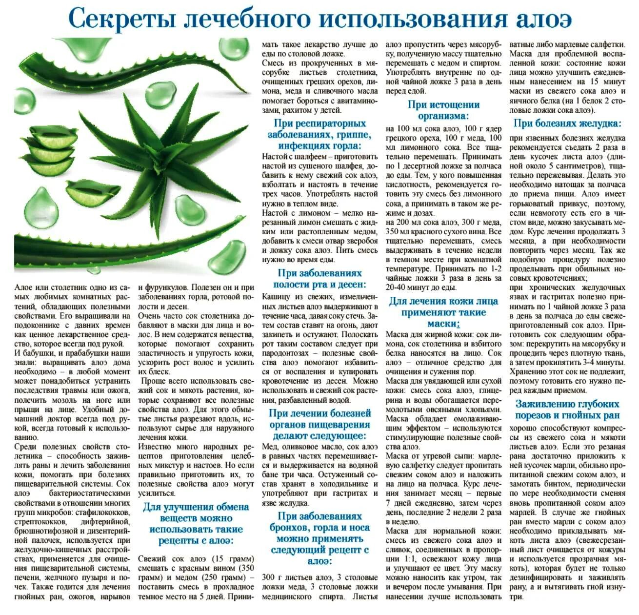 Как сохранить алоэ надолго. Как сохранить алоэ надолго