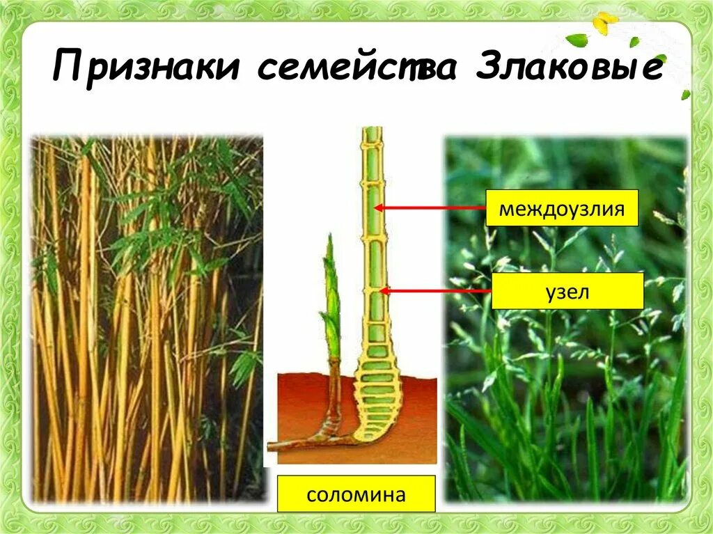 Семейство злаковые 7 класс. Семейство злаковые стебель Соломина. Стебель тростника Соломина. Семейство злаки строение стебля. Стебель злаковых Соломина.