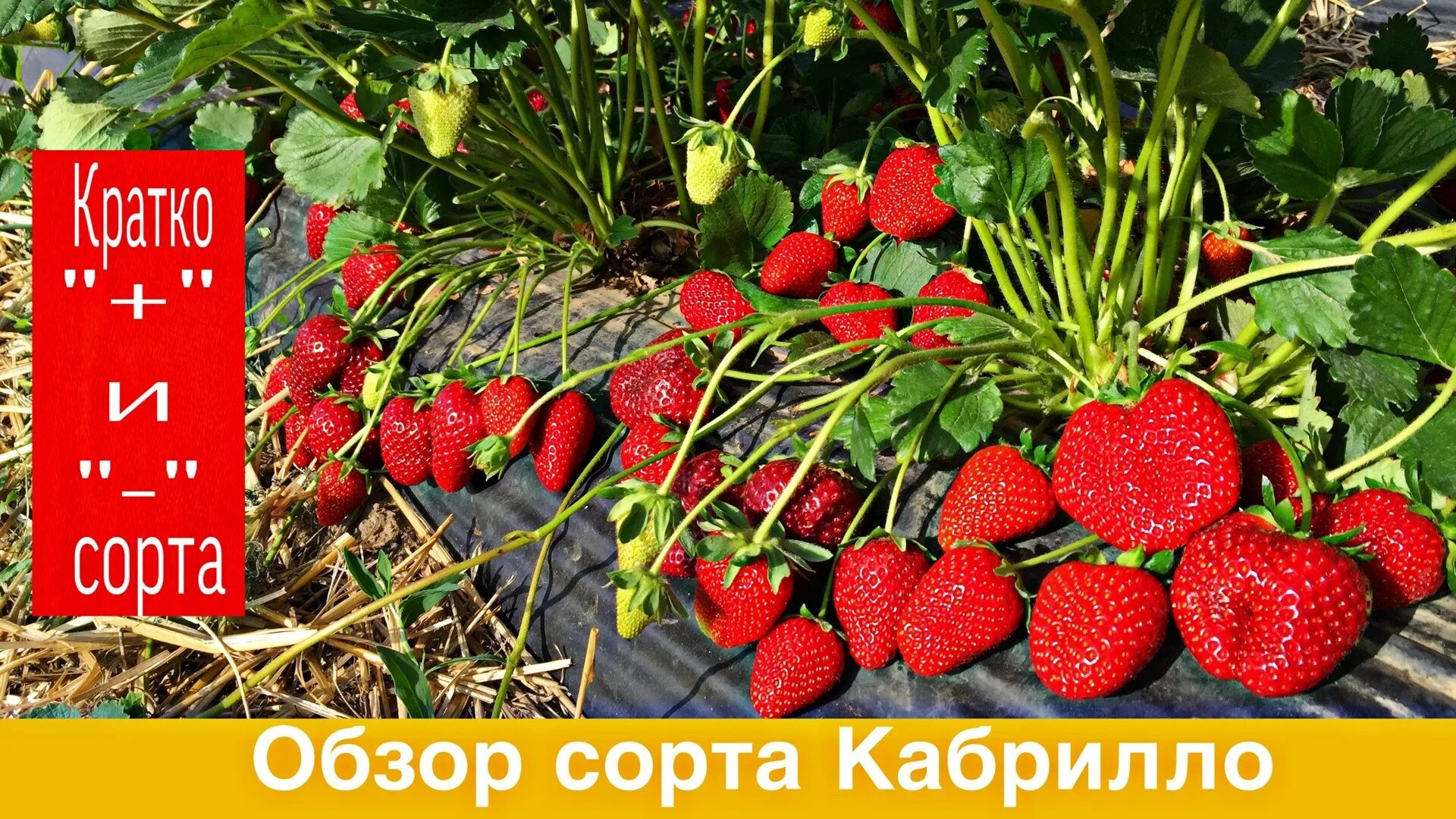 Клубника сорт кабрилло отзывы