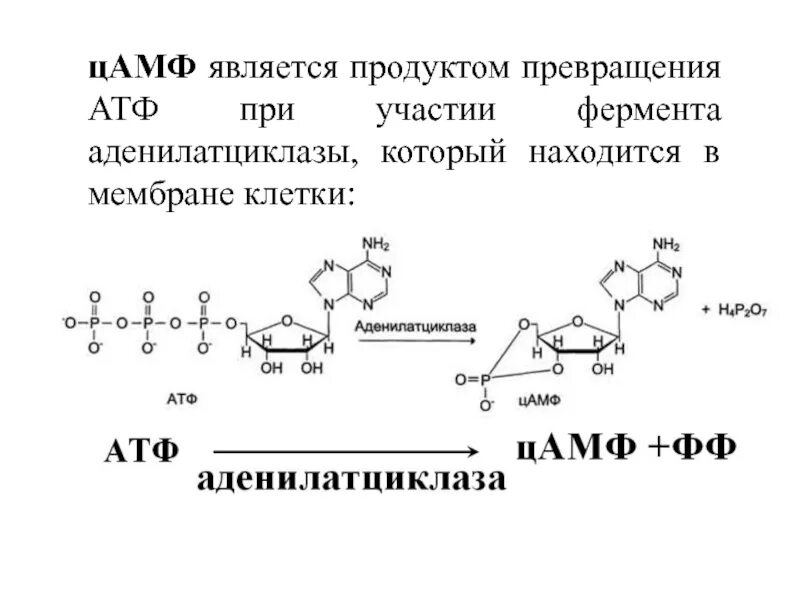 Цамф. Строение цамф биохимия. реакция образования цамф из атф. цамф формула биохимия.