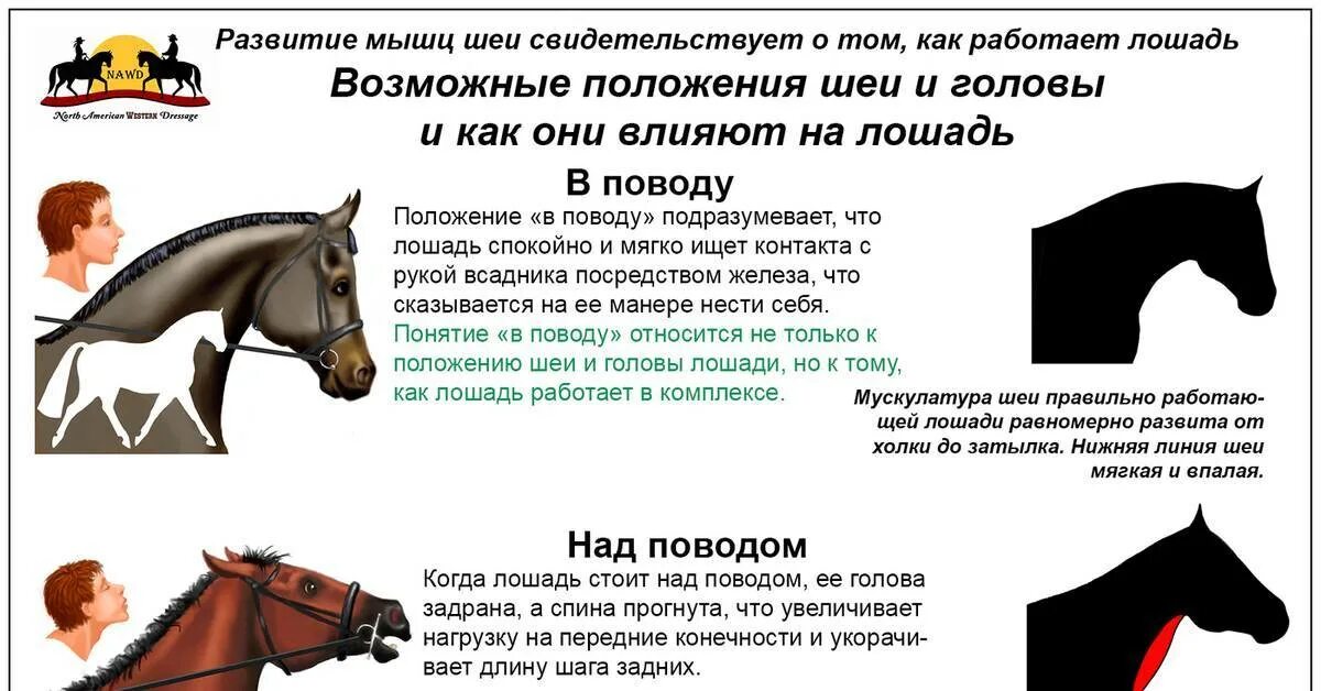 Правила конного спорта. Скачки в турции. Скачки термины. Скачки фон. Правильное положение головы лошади при работе.