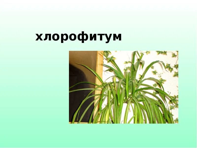 Хлорофитум состав. Хлорофитум. хлорофитум корни. хлорофитум размножение. хлорофитум побеги.