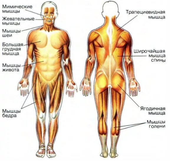 Класс мышцы. Мышцы тела человека рис 23. Мышцы тела человека 8 класс биология. Мышцы тела человека 8 класс Пасечник. Мышцы туловища человека 8 класс.