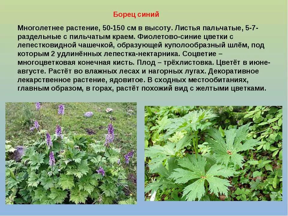 Лечебные растения. Крапива описание растения. Лекарственные растения. Доклад о лекарственных травах. Информация о крапиве.