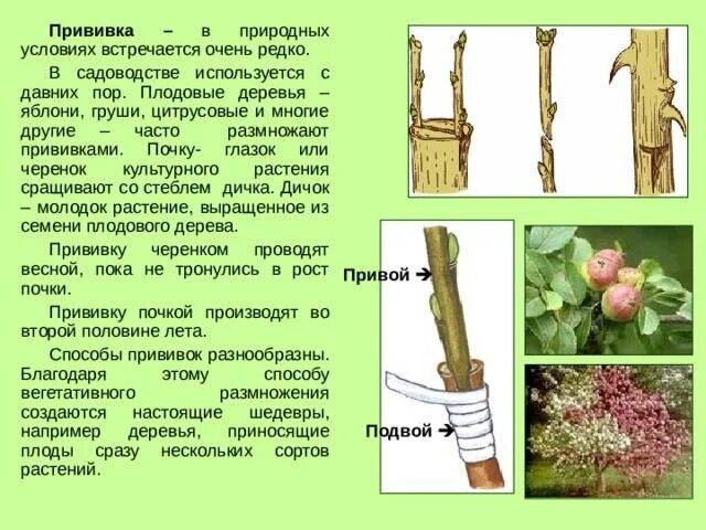 В какое время года прививают деревья. Окулировка яблони глазком. Прививка яблони подвой привой. Окулировка прививка глазком. Размножение плодовых деревьев прививкой.