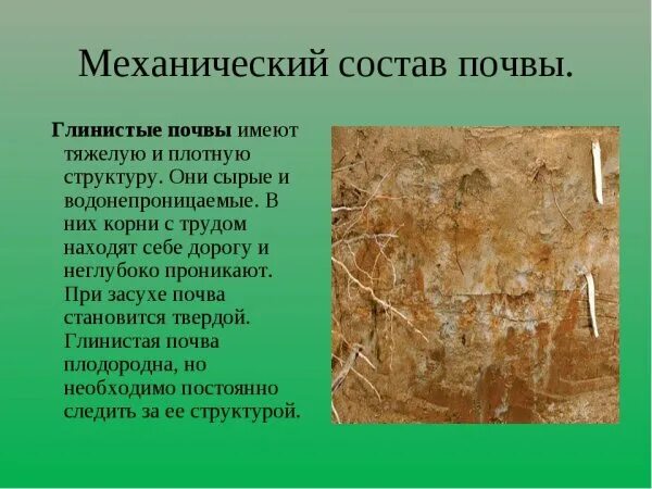 Состав легкой почвы. Глинистая почва характеристика. характеристика глистой почвы. суглинистая почва характеристика. глинистые почвы почв.