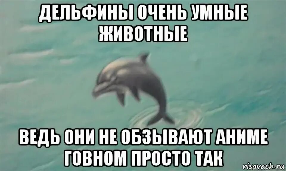 Image tagged in funny,dolphin - Imgflip